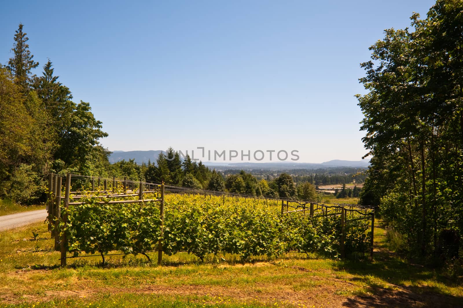 Vineyard on Vancouver Island, BC