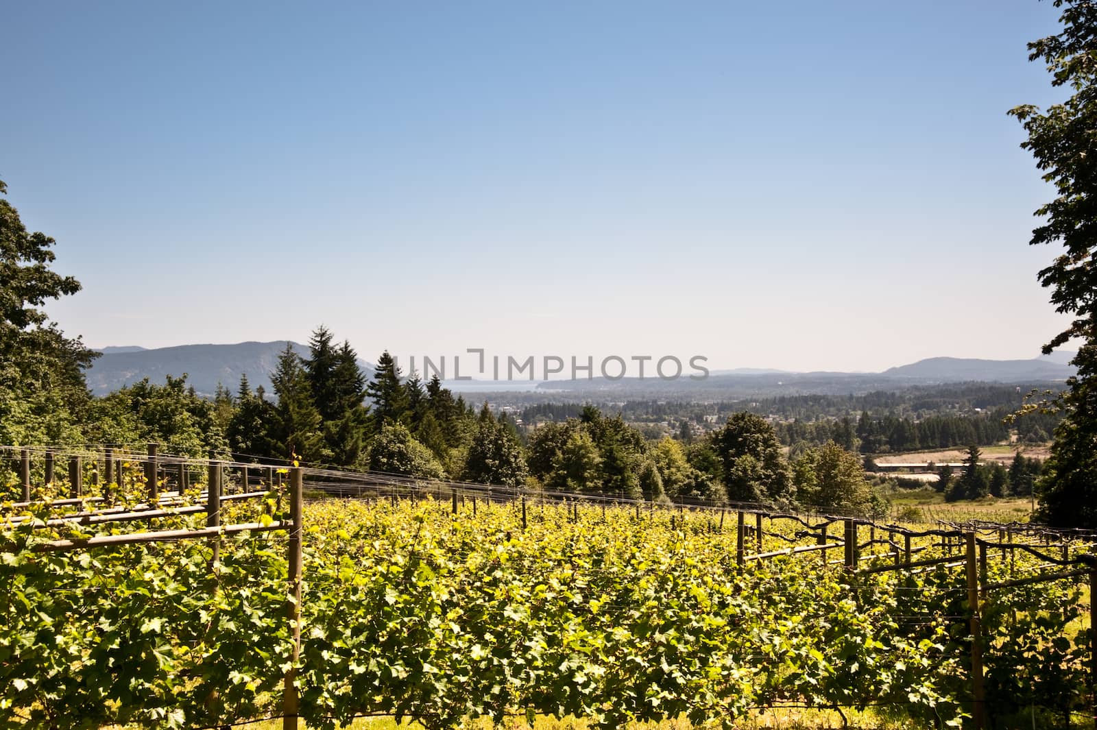 Vineyard on Vancouver Island, BC