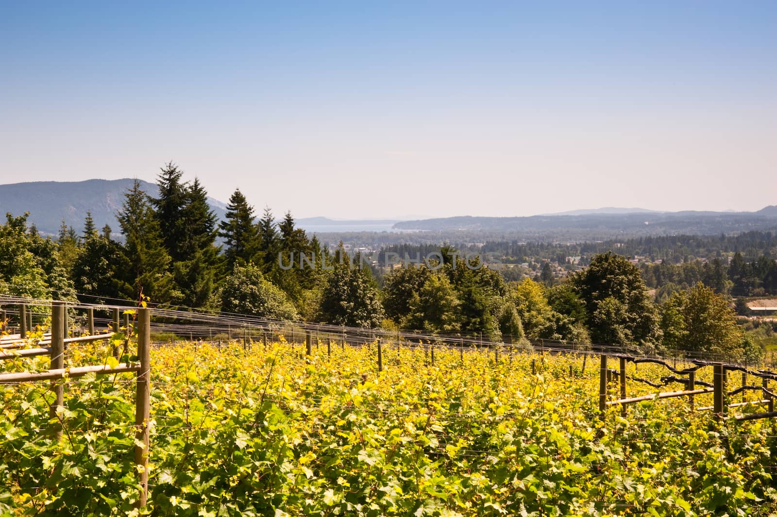 Vineyard on Vancouver Island, BC