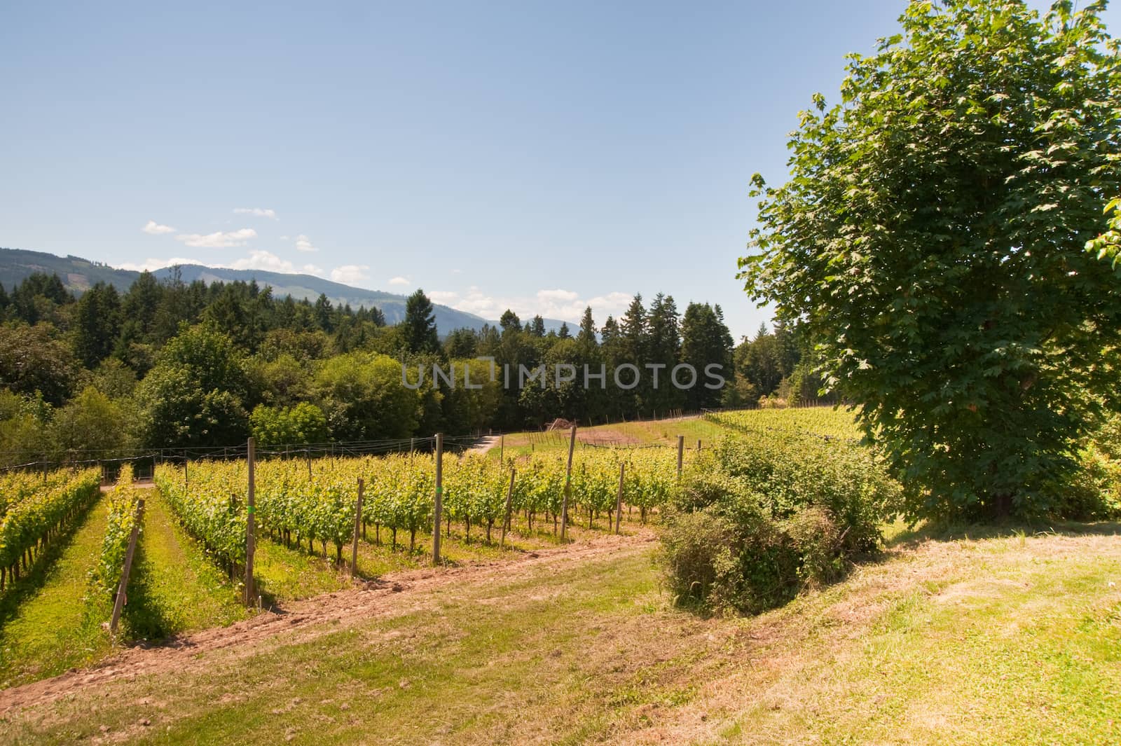 Vineyard on Vancouver Island, BC