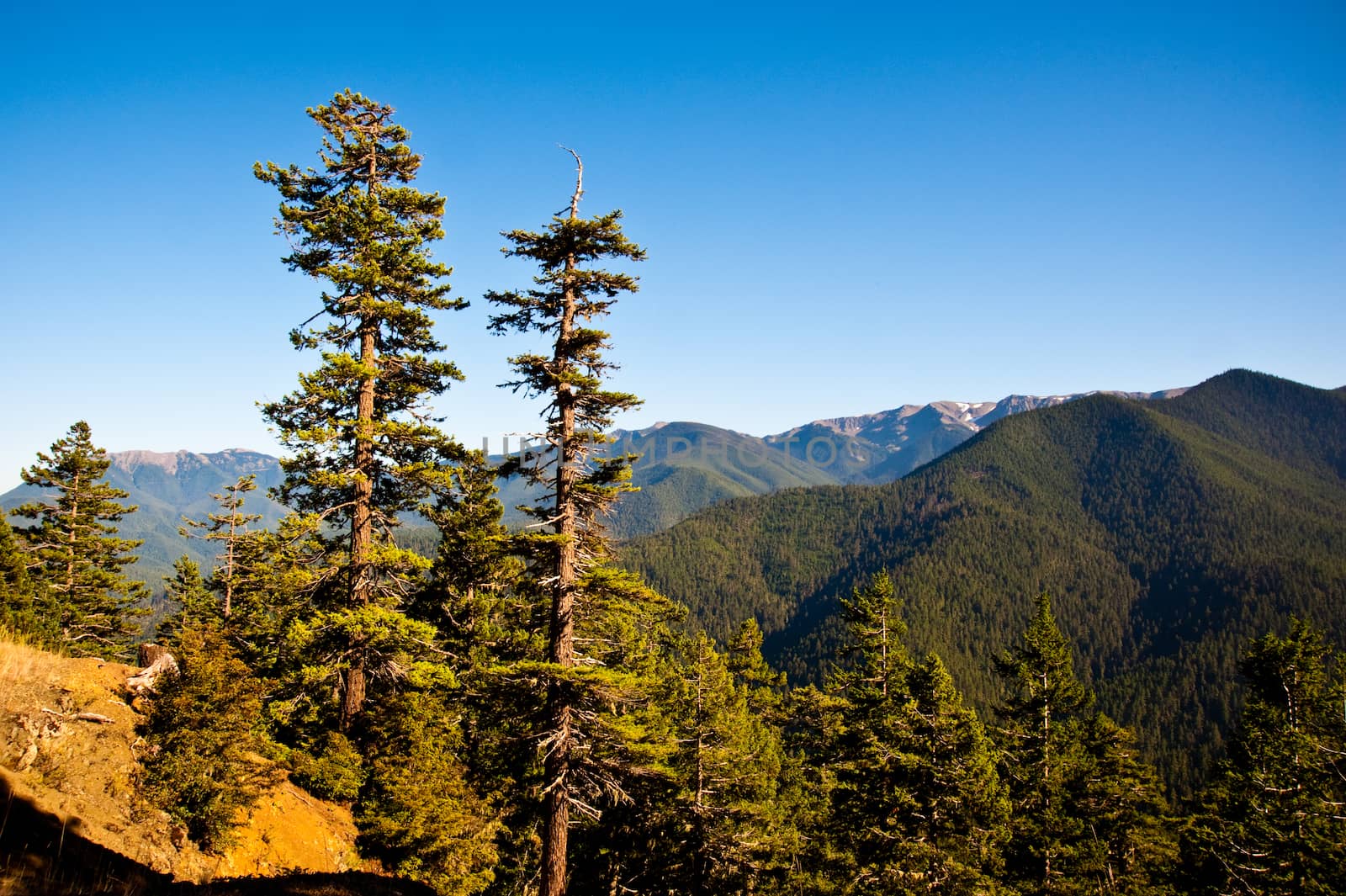 Hurricane Ridge in the Olympic Peninsula