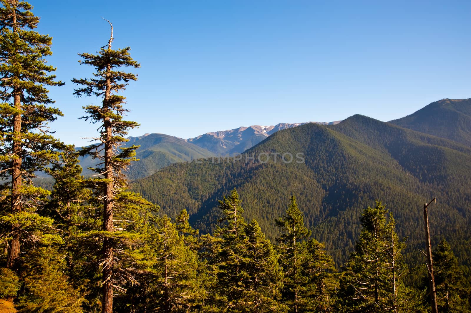 Hurricane Ridge in the Olympic Peninsula