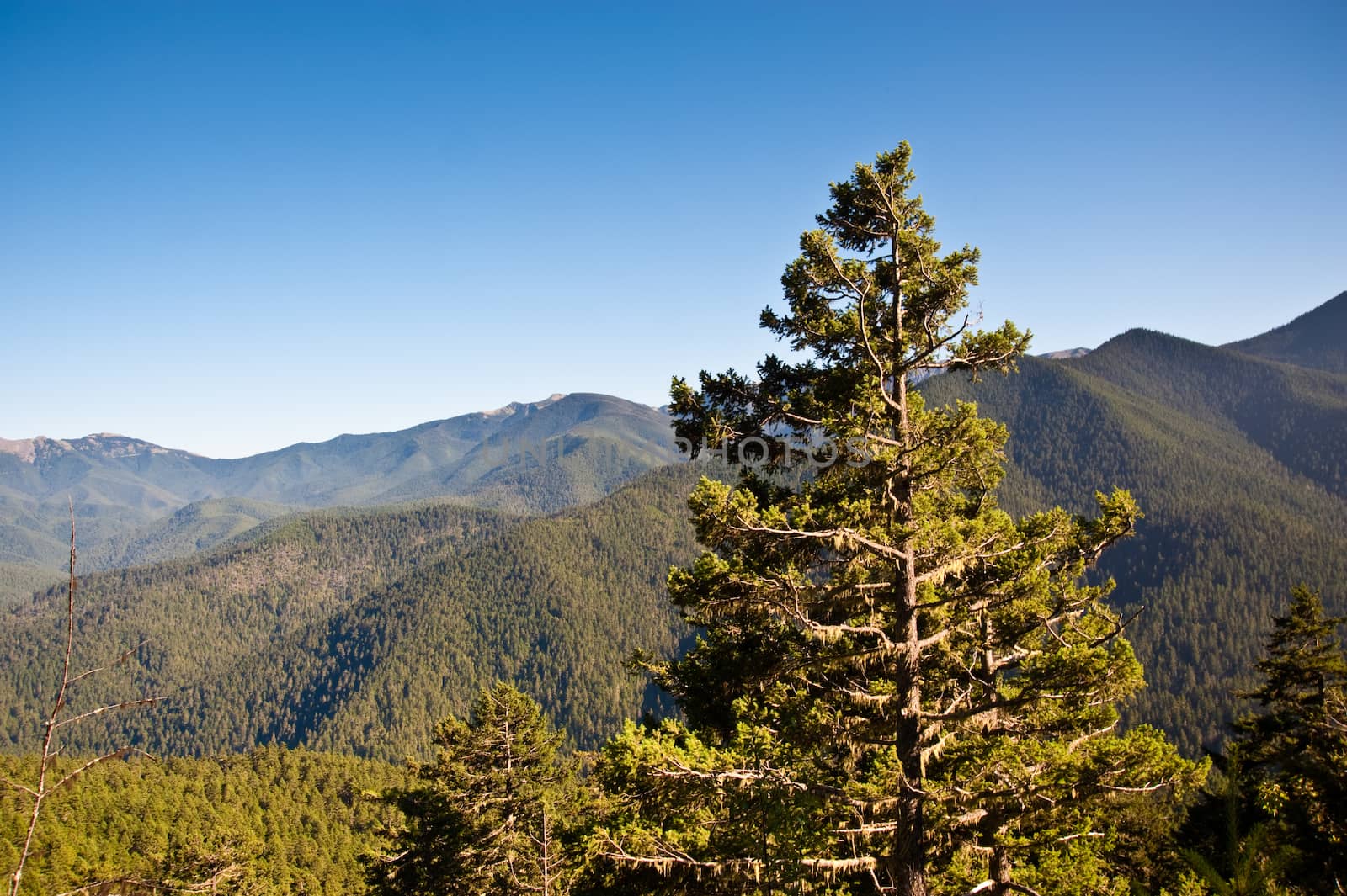 Hurricane Ridge in the Olympic Peninsula