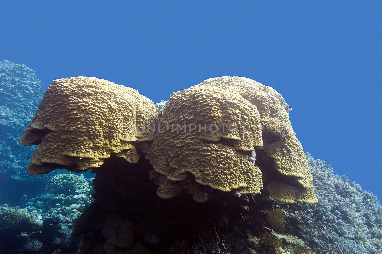 coral reef with grat porites coral at the bottom of tropical sea in on blue water background by mychadre77