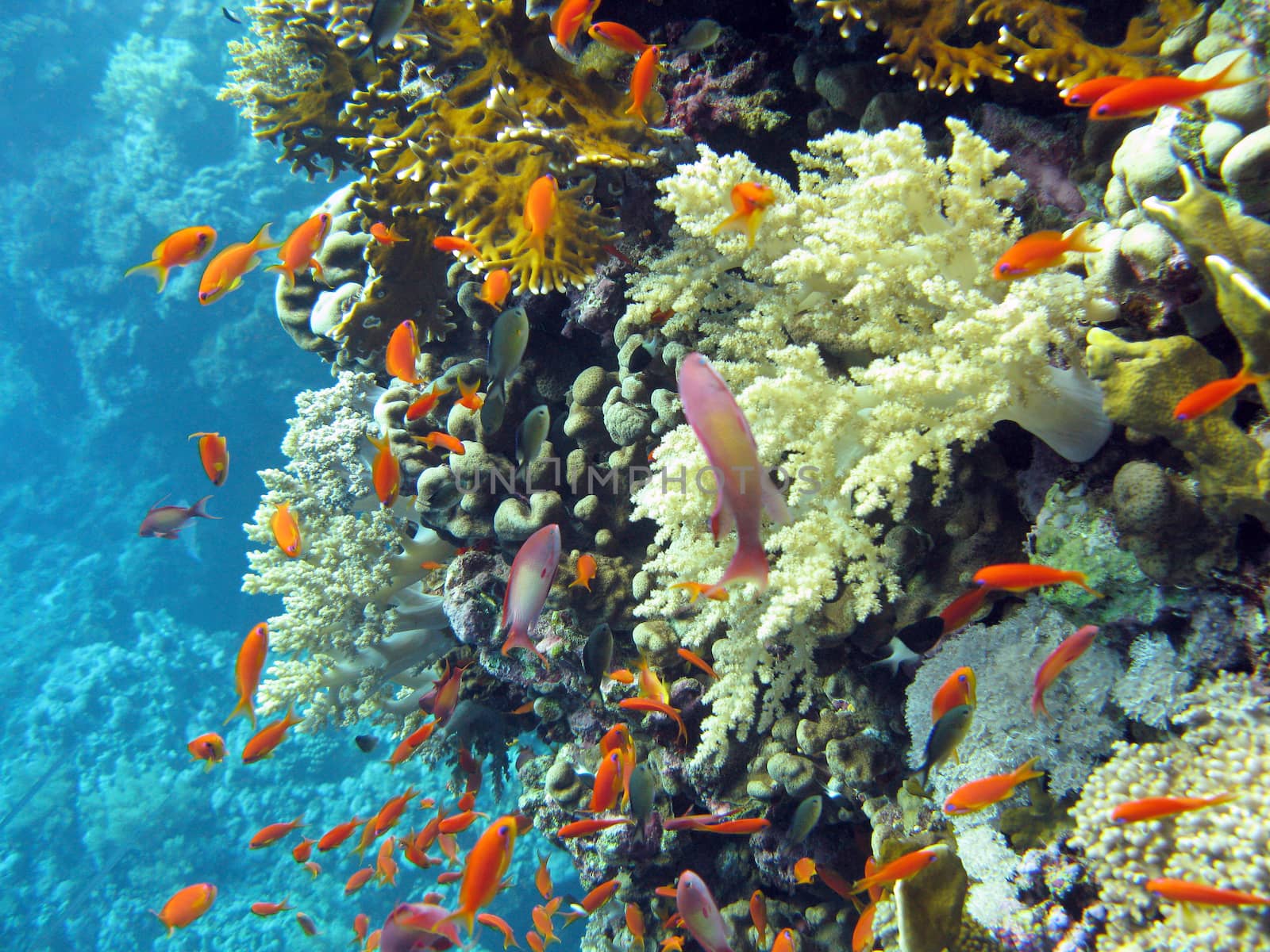 coral reef with shoal of  orange fishes anthias on the bottom of tropical sea on blue water background by mychadre77