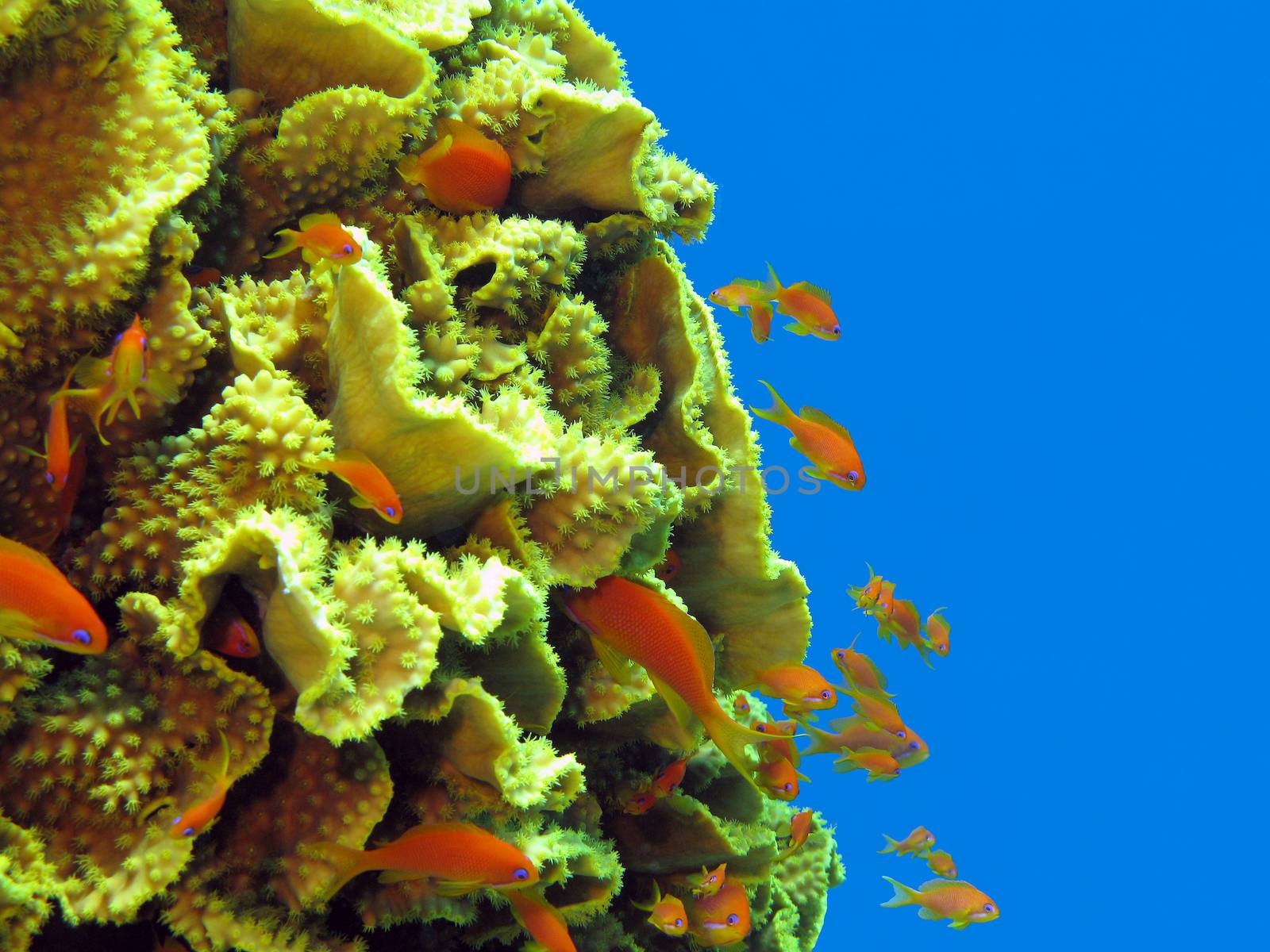 coral reef with great yellow  coral Turbinaria reniformis with exotic fishes anthias in red sea