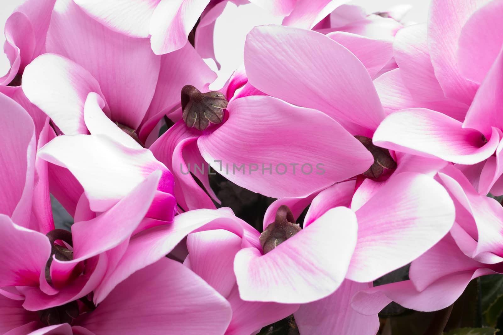 flowers of pink cyclamen - close up by mychadre77