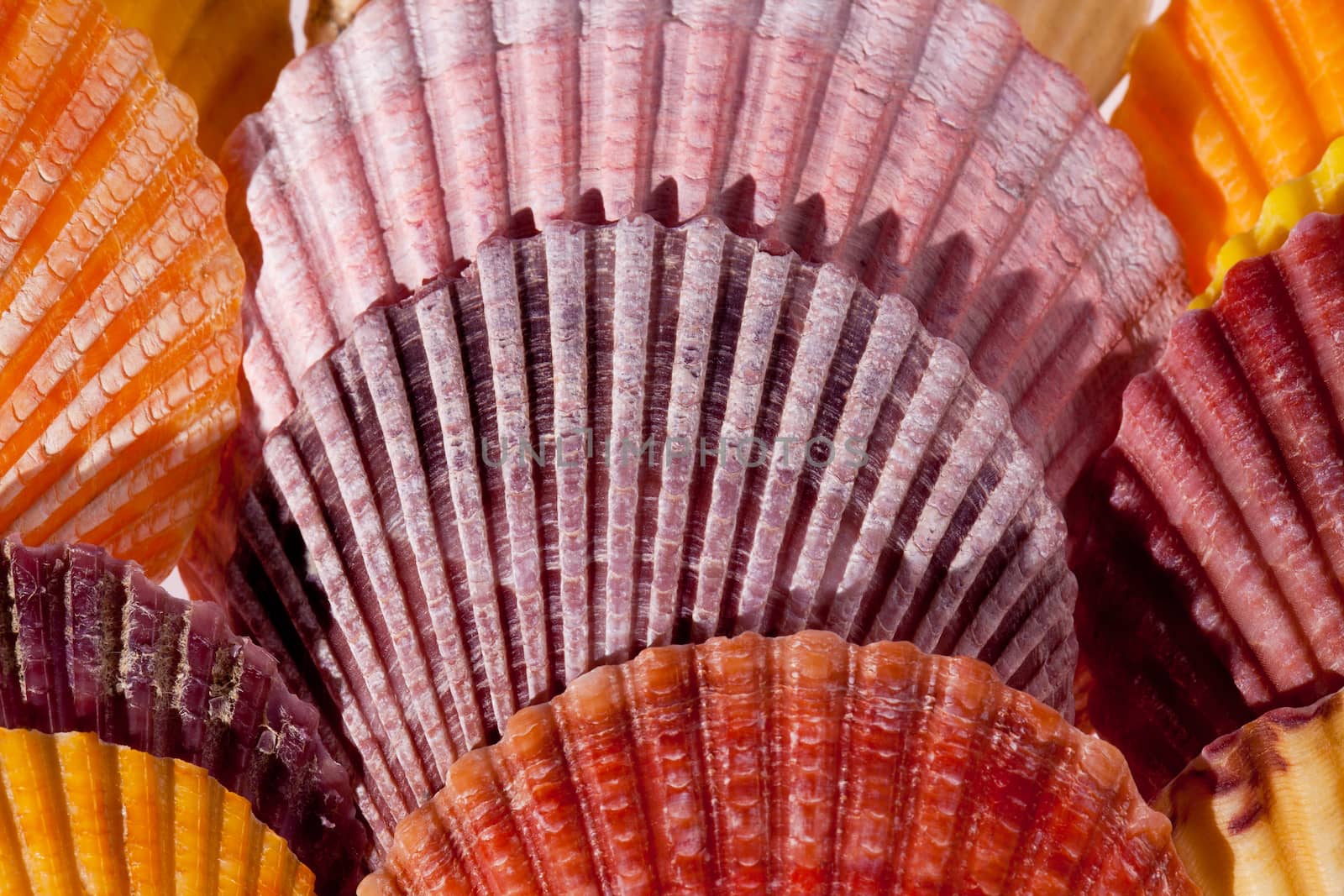 collection of various colorful seashells on black  background