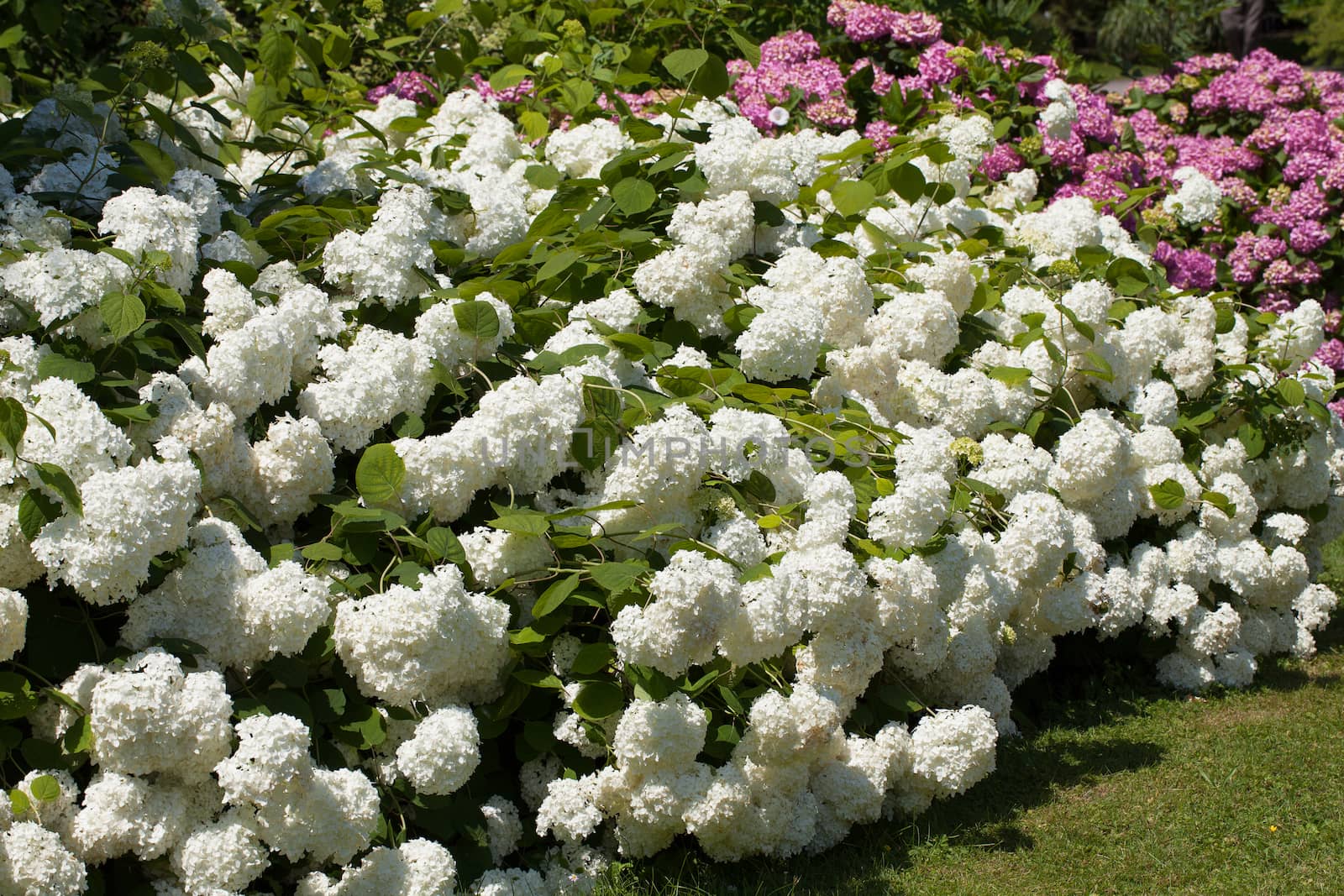 lilac and white bushes of great blossoming hortensias in the garden