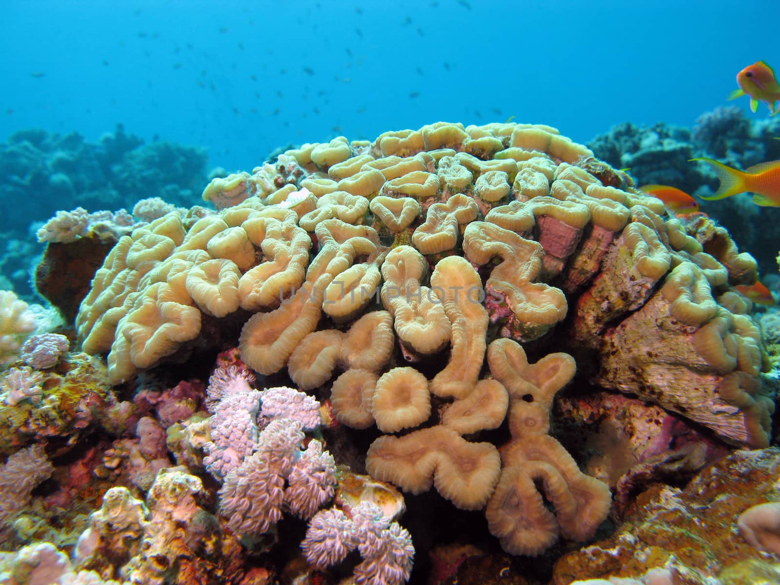 coral reef with brain coral on he bottom of tropical sea on blue water background