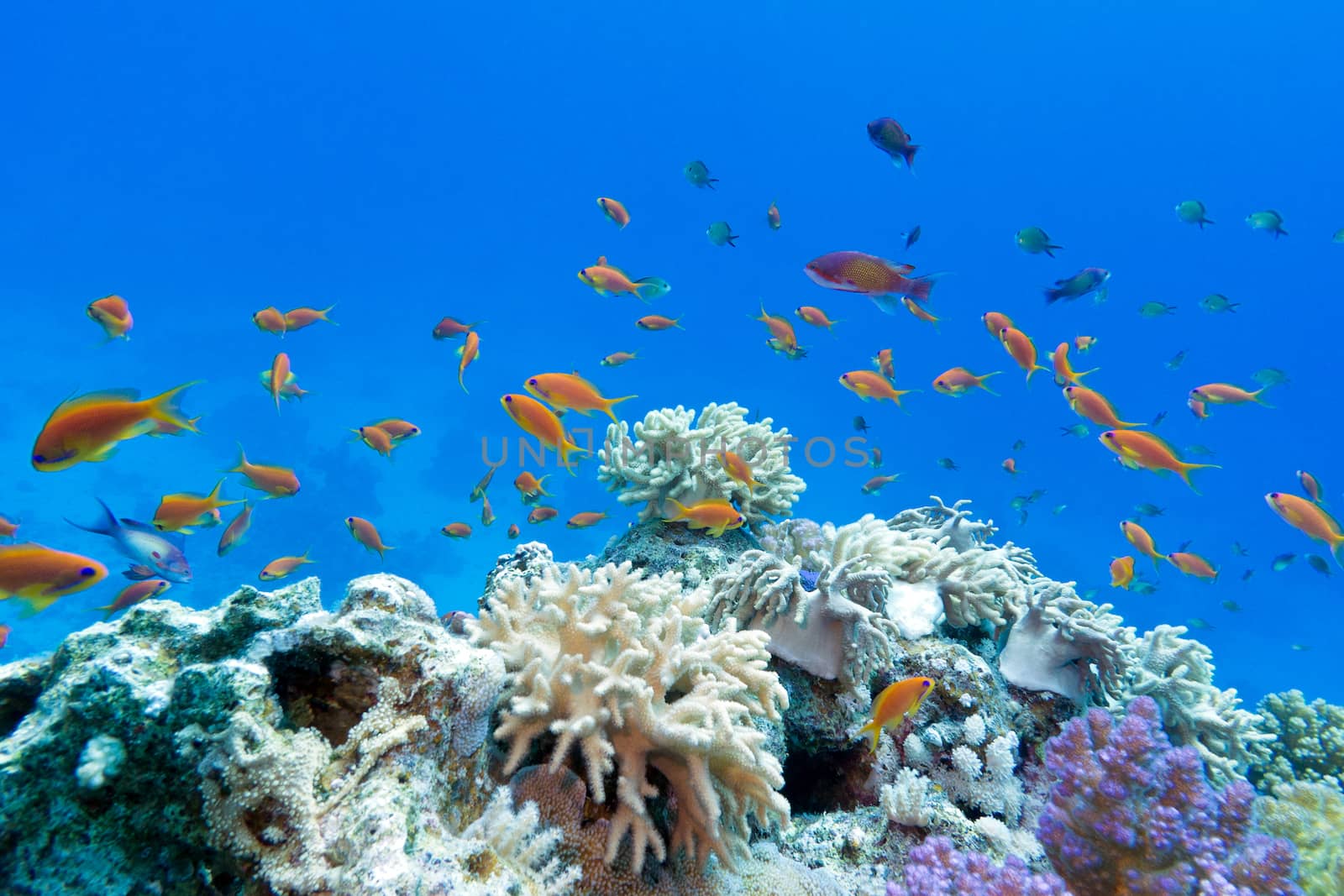 coral reef with soft and hard corals with exotic fishes anthias on the bottom of tropical sea  on blue water background by mychadre77