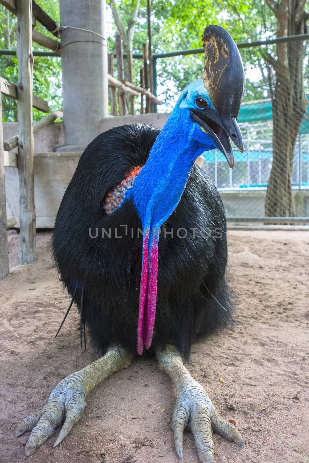 Southern Cassowary also known as double-wattled cassowary, Australian cassowary or two-wattled cassowary.