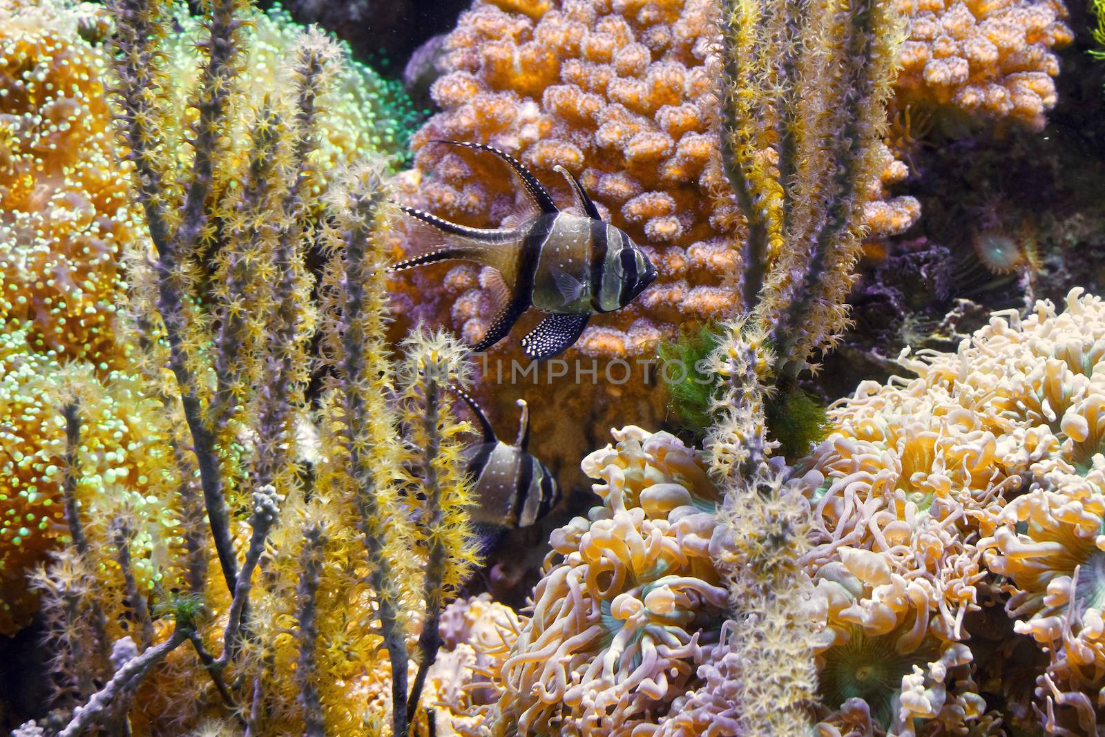 tropical aquarium with Pterapogon kauderni fish and sponges