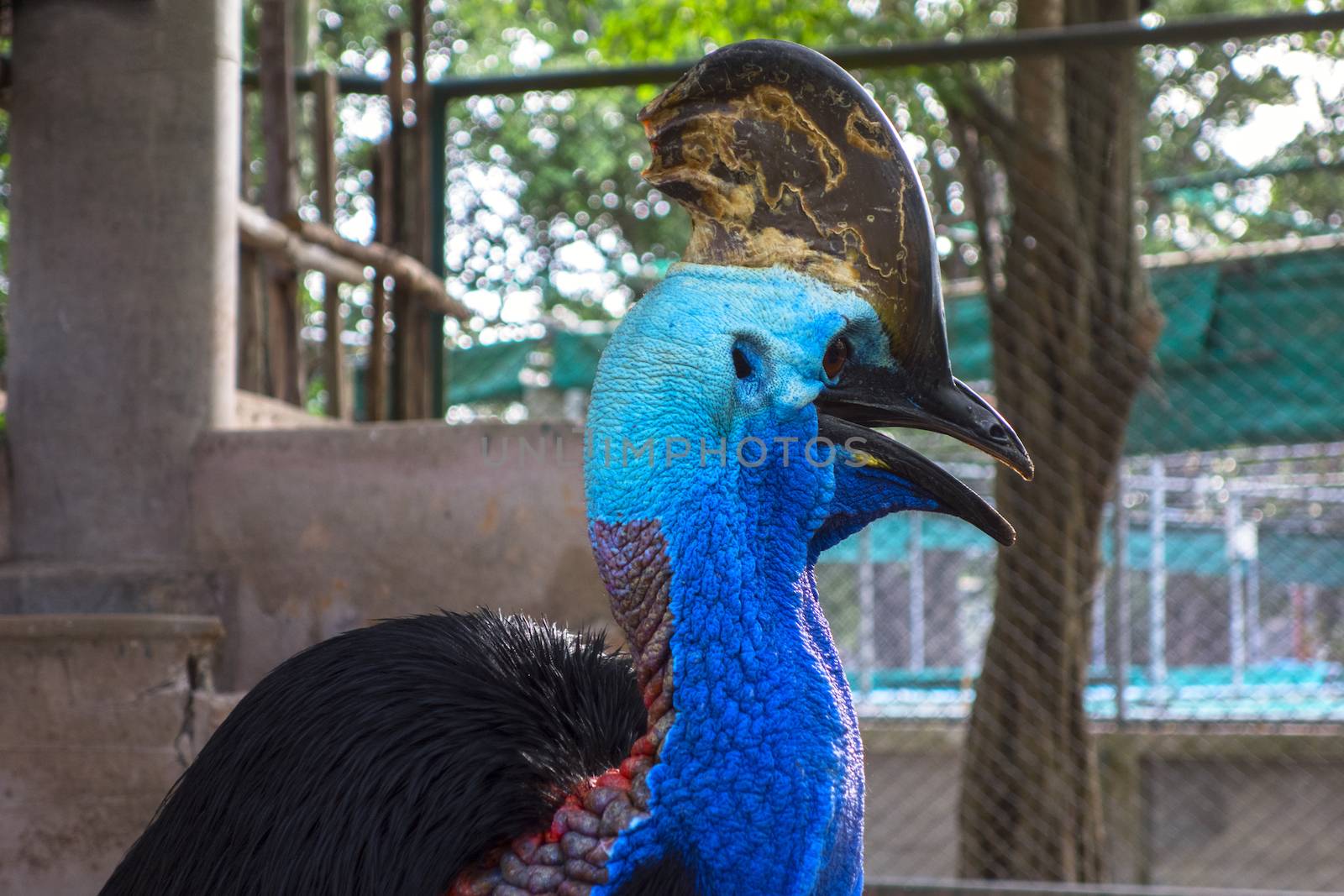 Southern Cassowary  also known as double-wattled cassowary, Australian cassowary or two-wattled cassowary.