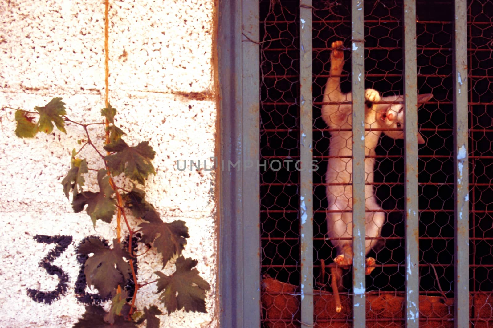 Scene in Crete 1991