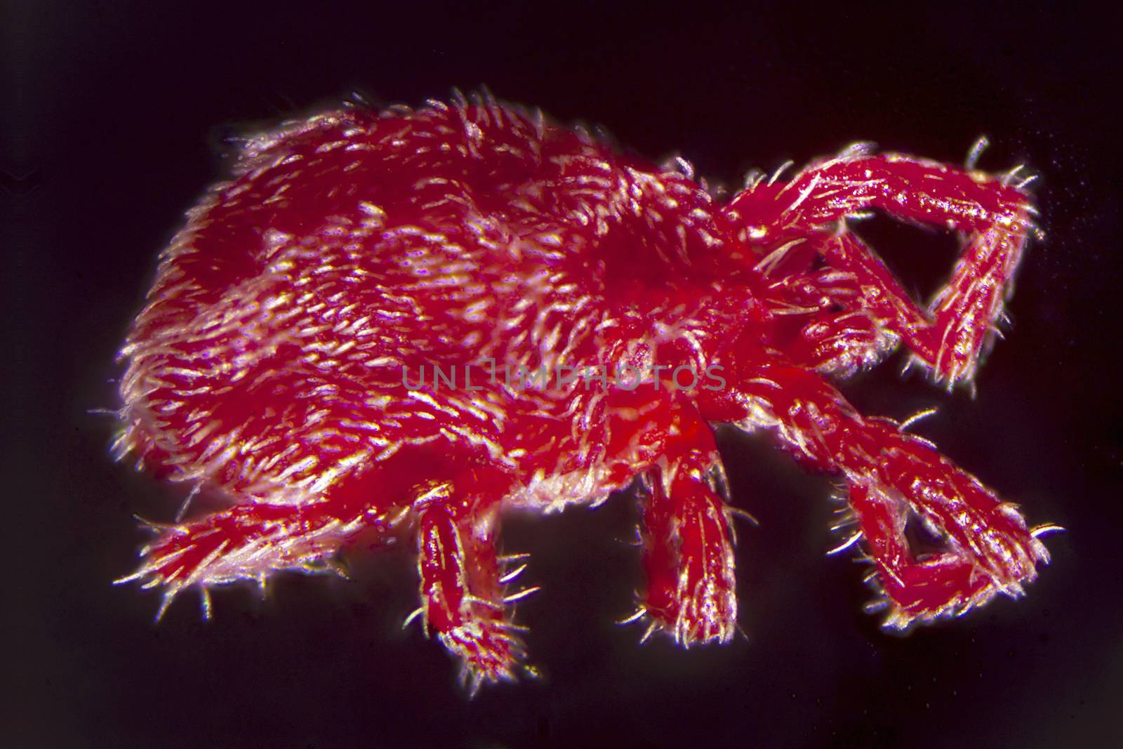Microphotography: Nymph of a Trombidium Holosericeum