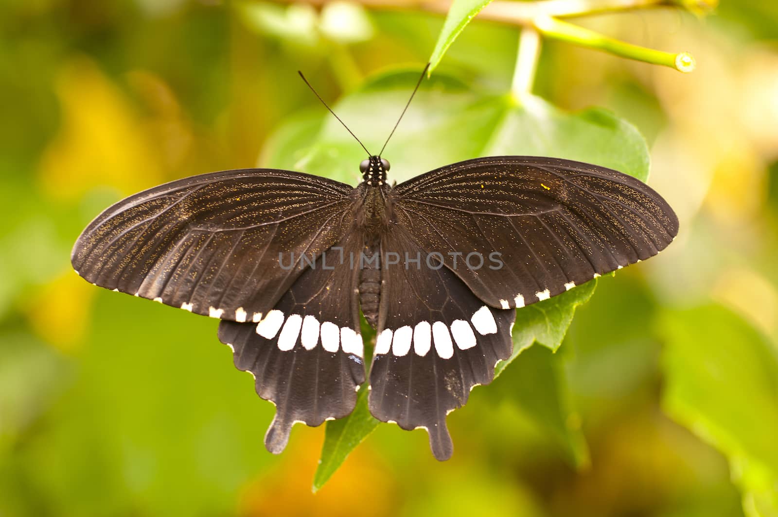 Papilio polytes