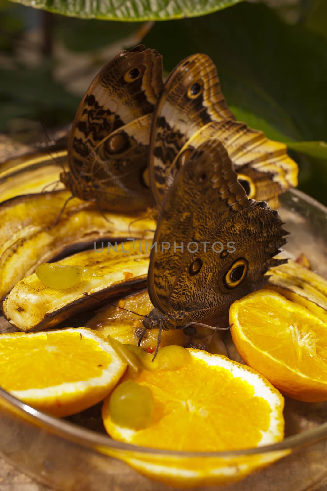 Caligo eurilochus