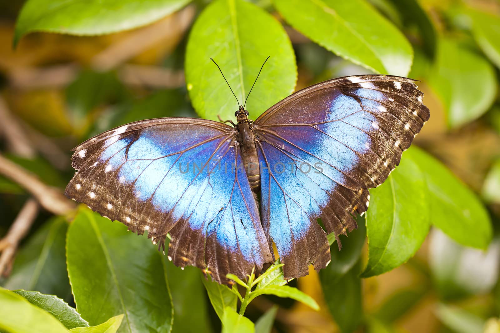 Caligo eurilochus