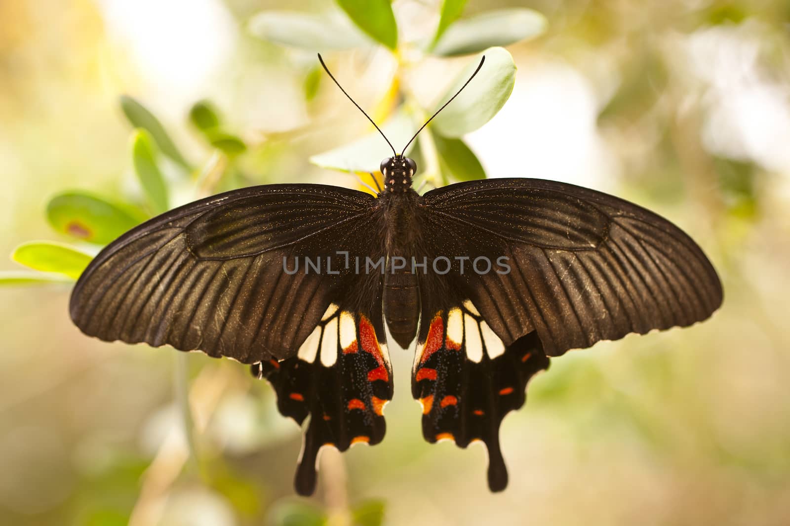 Common Rose Pachliopta aristolochiae