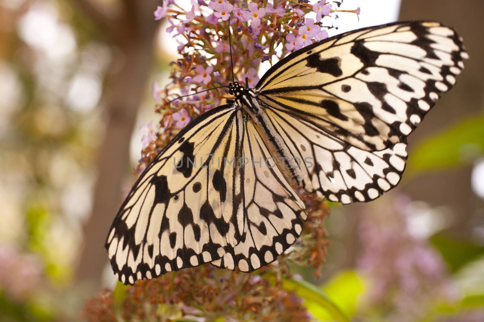 Idea leuconoe
