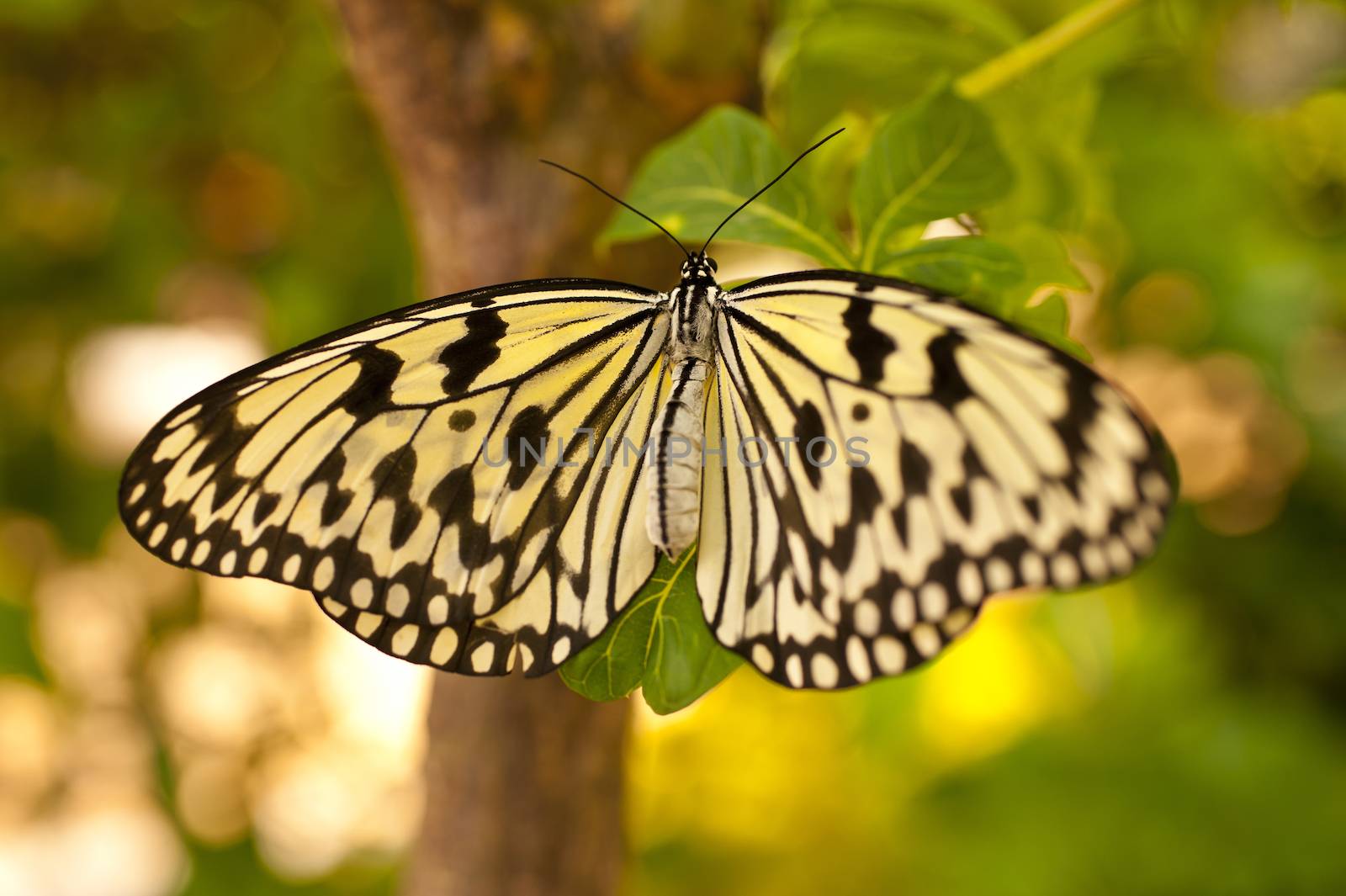 Idea leuconoe