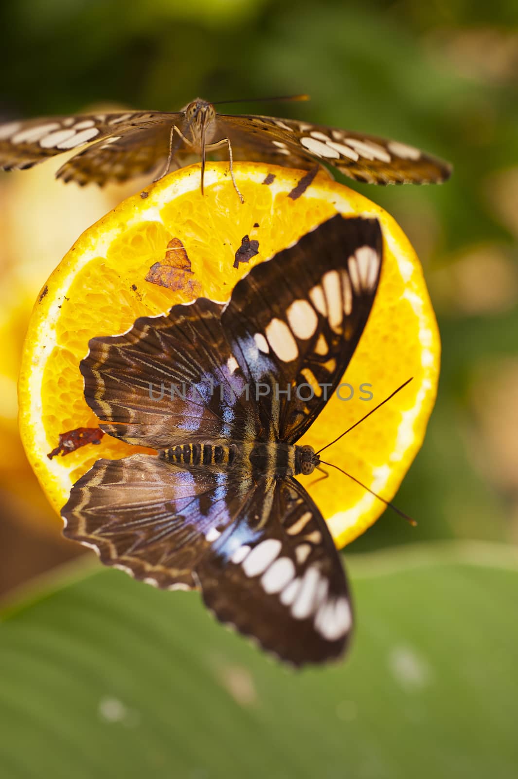 Blue Clipper Parthenos sylvia lilacinus