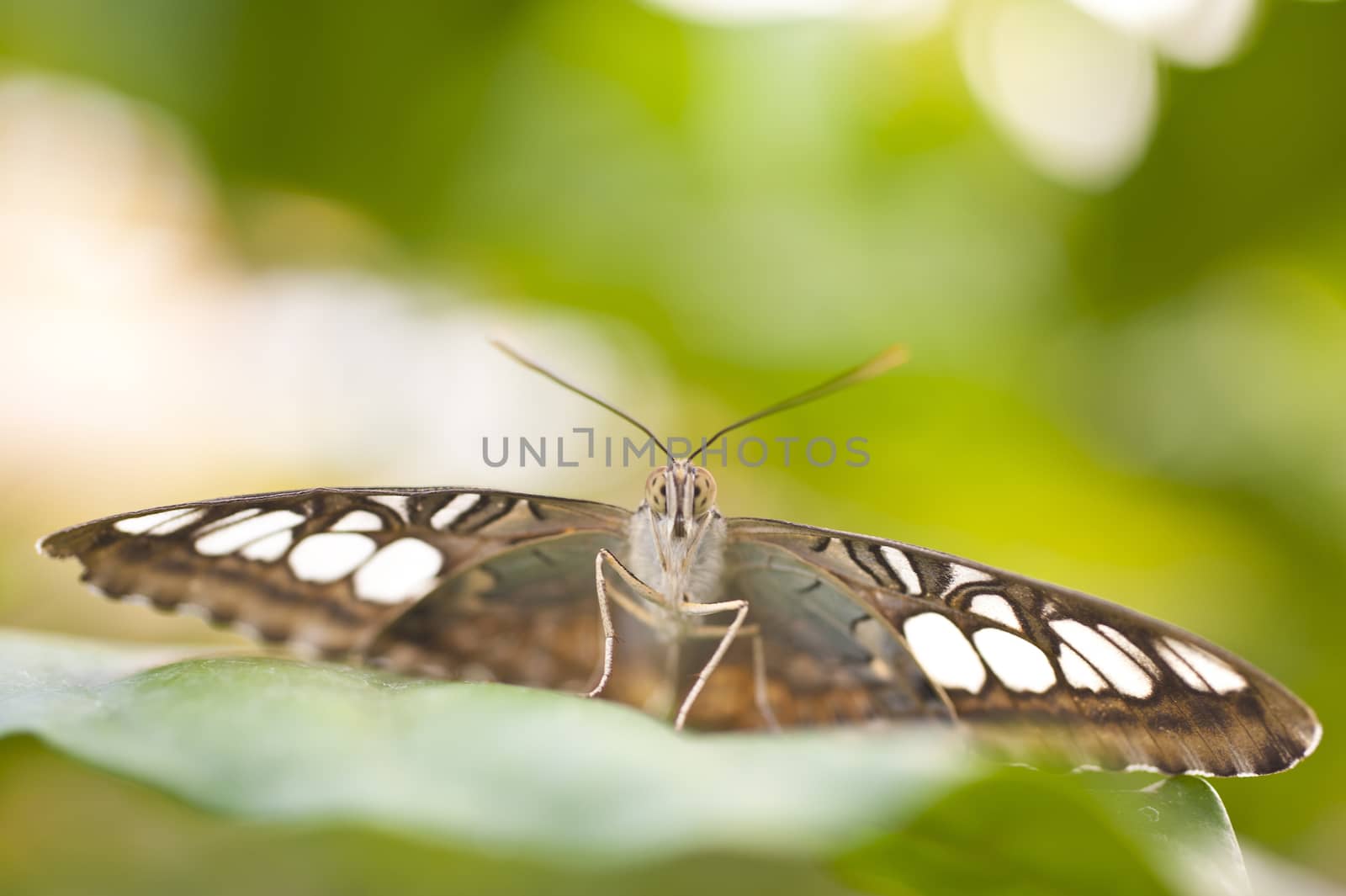 Blue Clipper Parthenos sylvia lilacinus