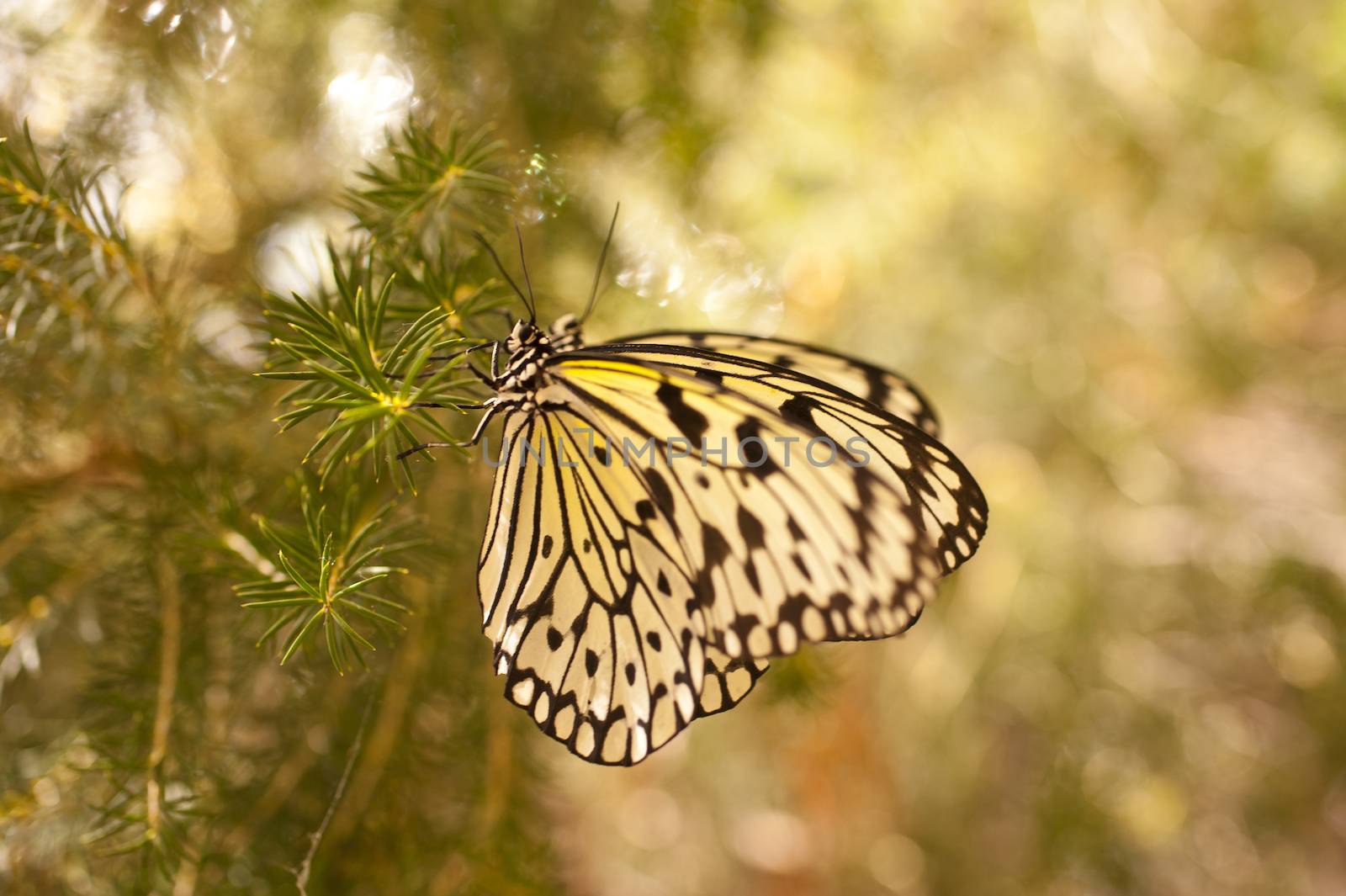 Idea leuconoe