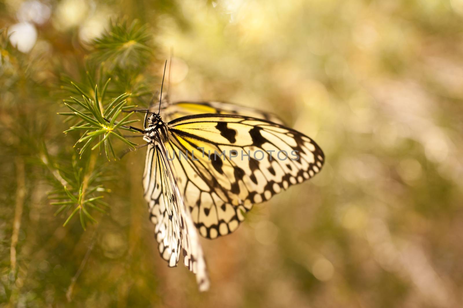 Idea leuconoe