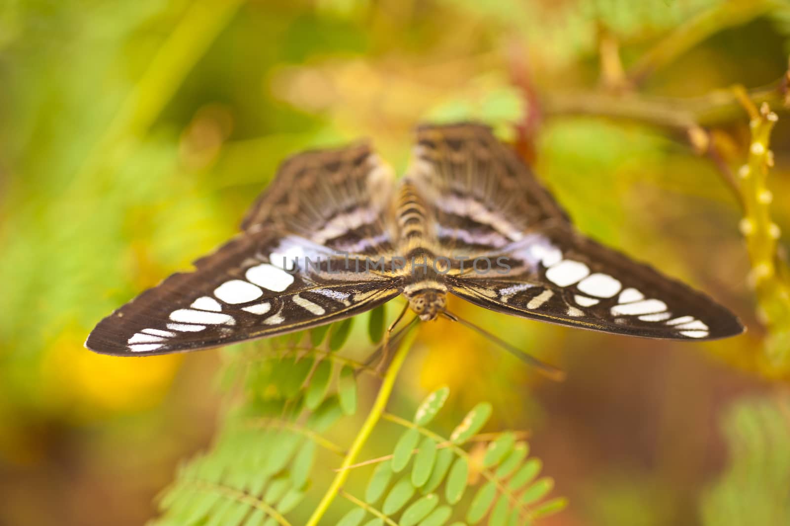 Blue Clipper Parthenos sylvia lilacinus
