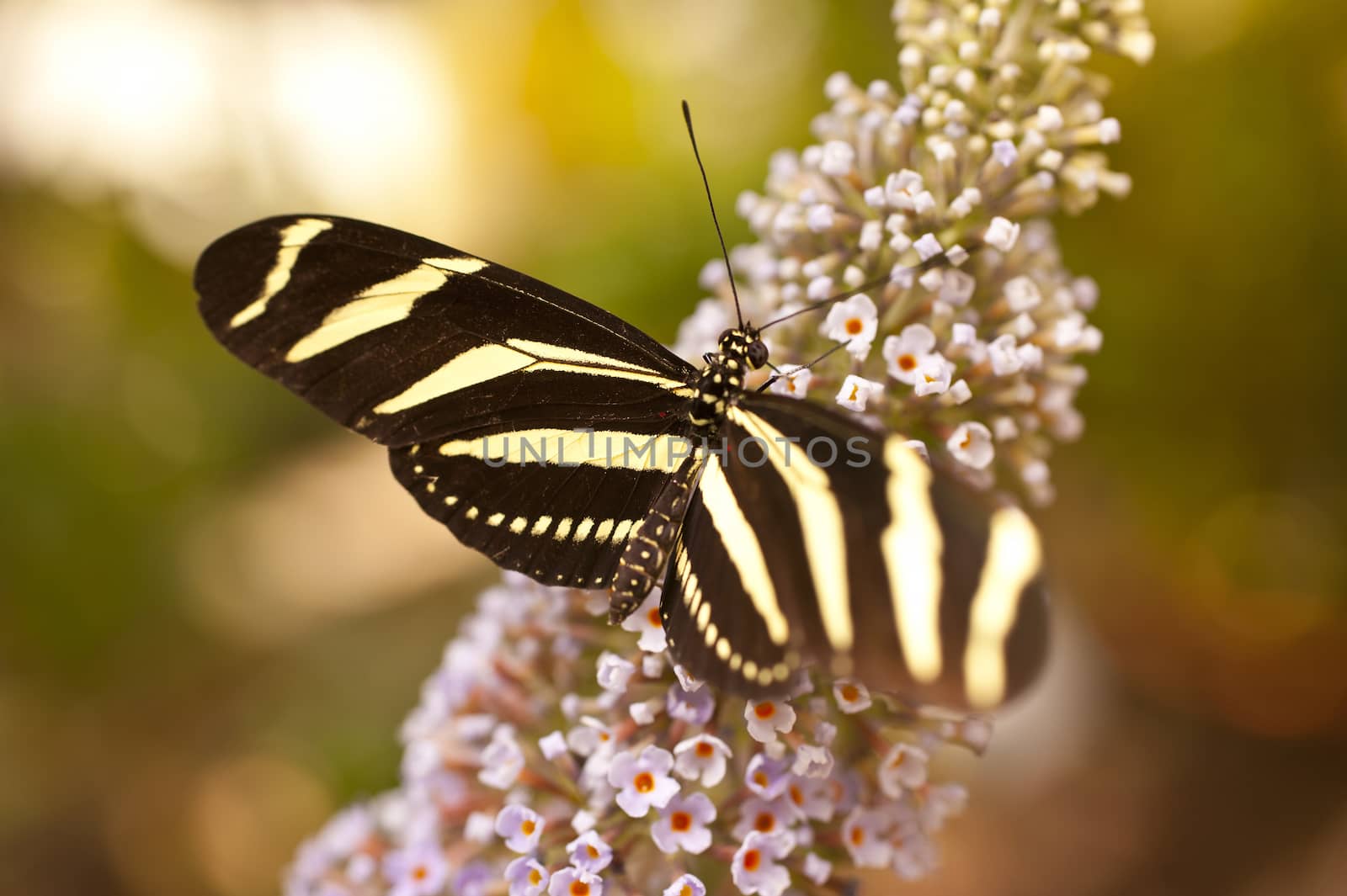 Heliconius charitonius