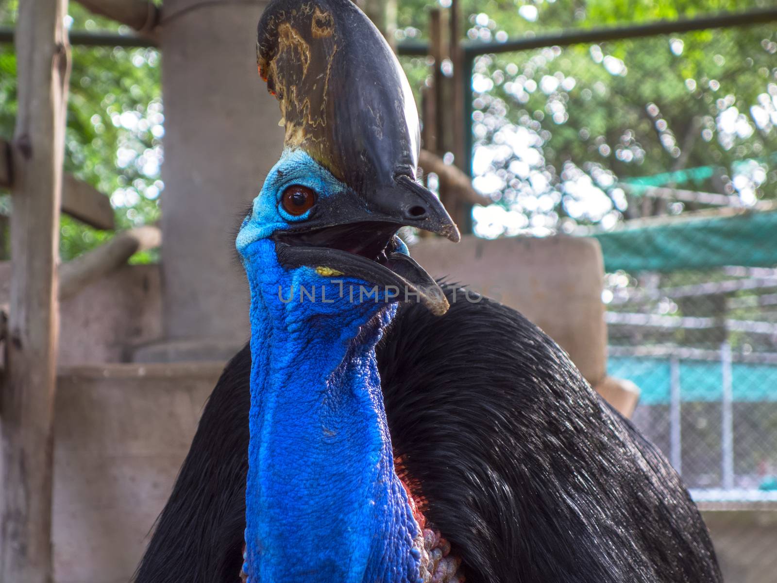 Southern Cassowary, Face. by GNNick