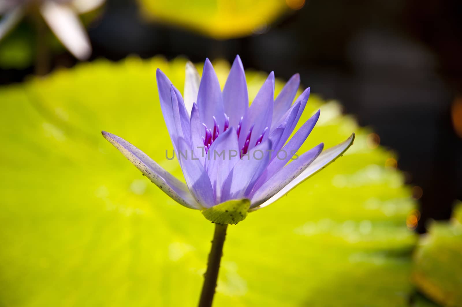 Blue Lotos Flower Nymphaea caerulea