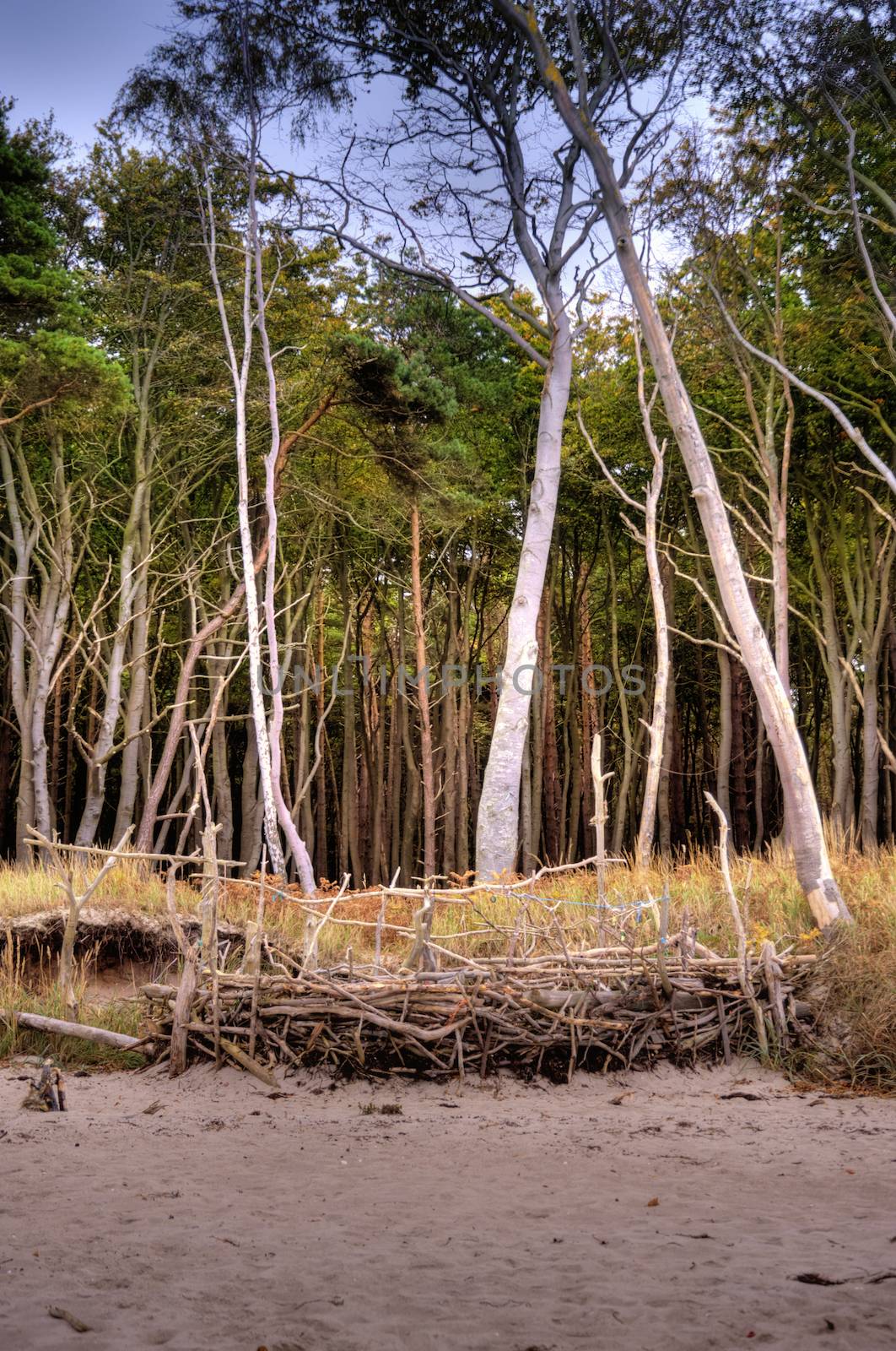 Coastal Landscape of the Baltic Sea of Darss in Germany, HDR