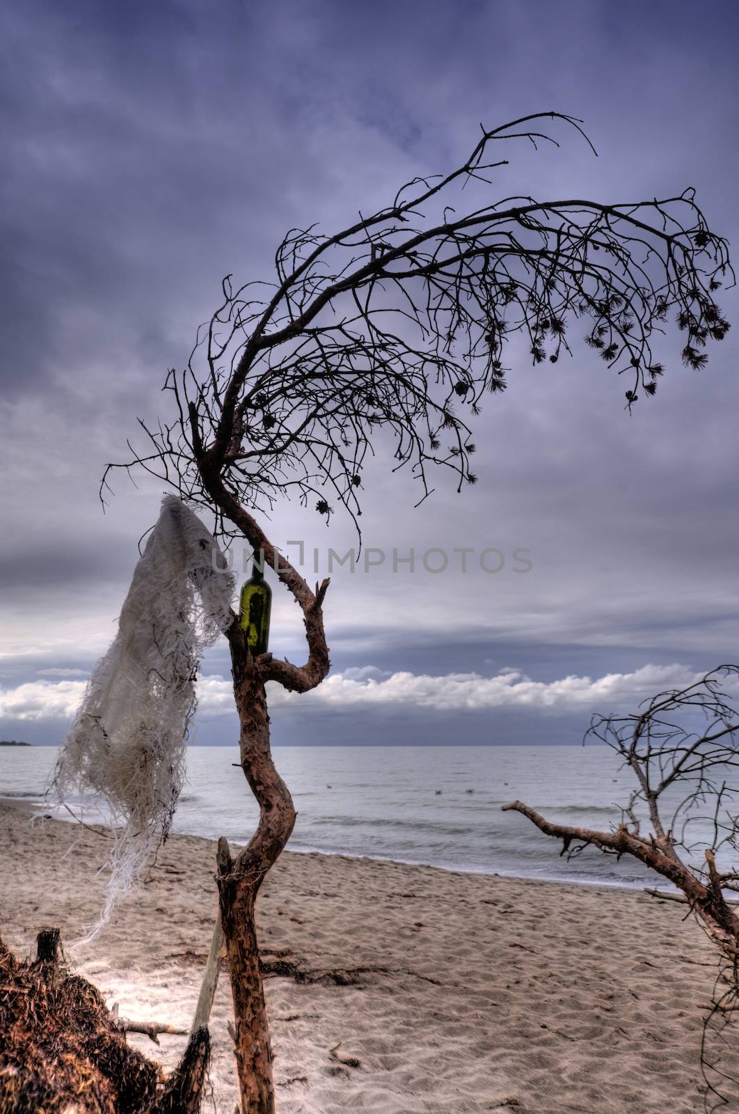 Coastal Landscape of the Baltic Sea of Darss in Germany, HDR