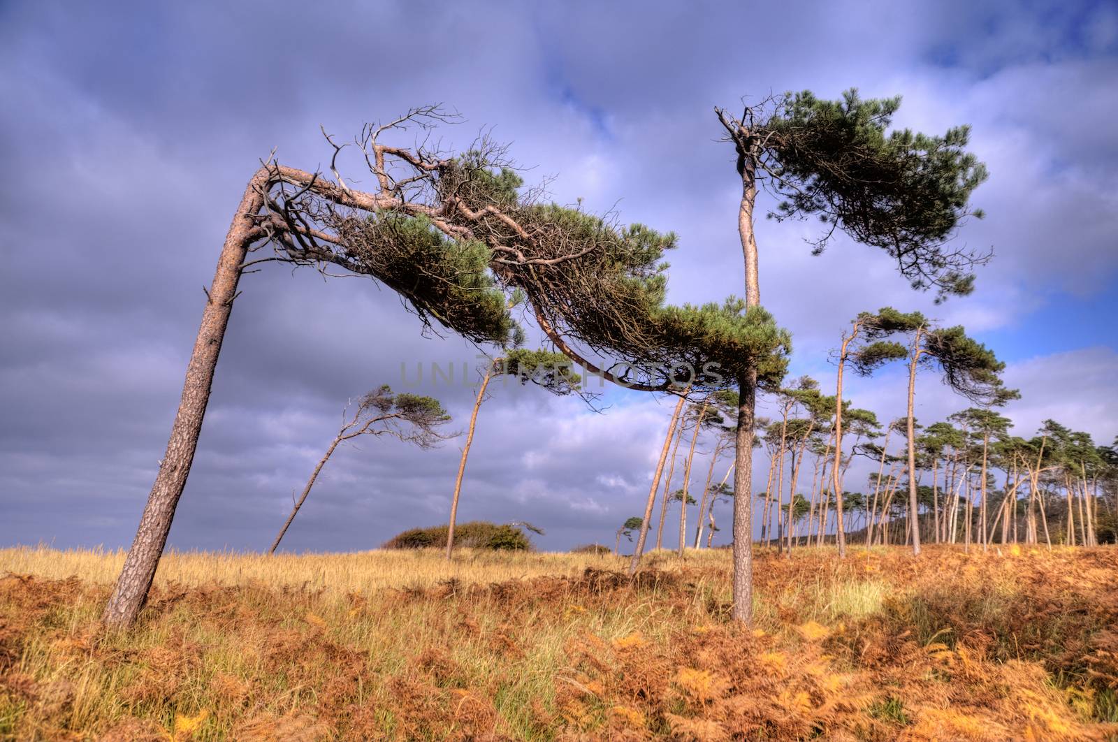 Coastal Landscape of the Baltic Sea of Darss in Germany, HDR