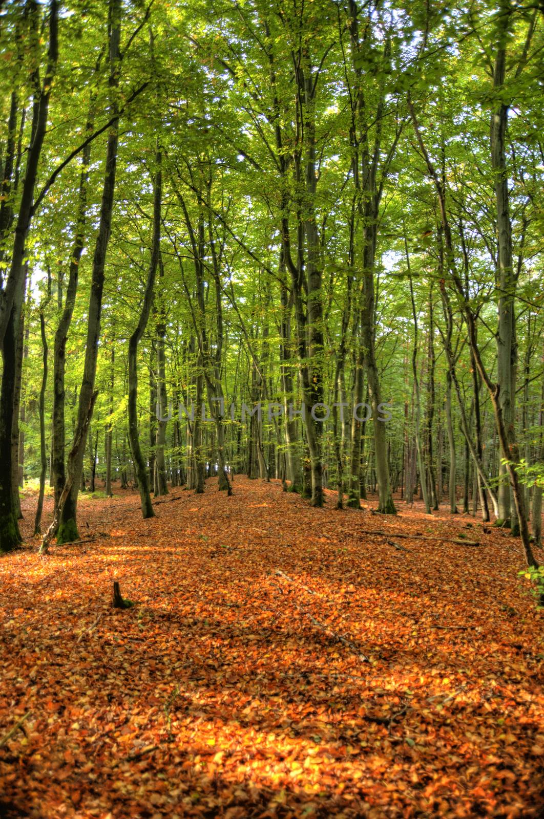 In the Forest of Darss in Germany, HDR