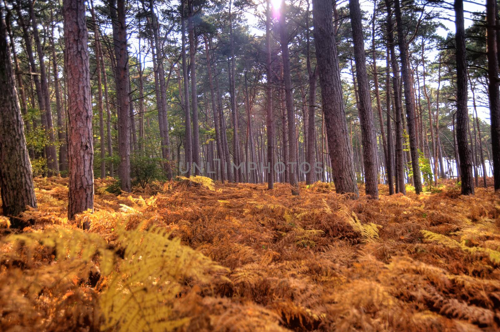In the Forest of Darss in Germany, HDR