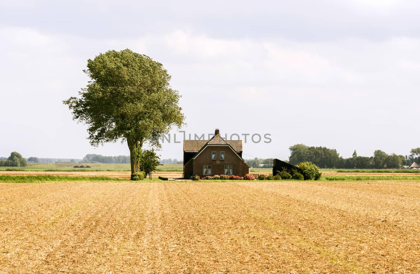 farm with single tree in the wheat wide field in holland