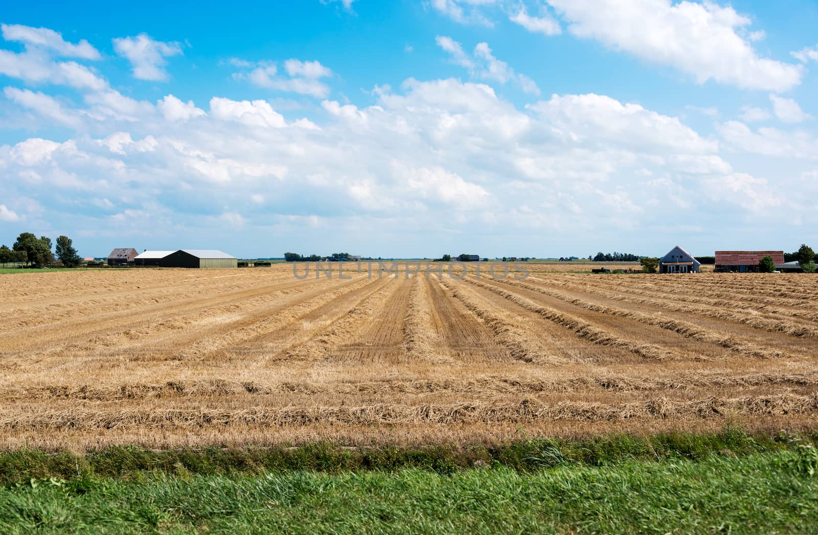 farm field with buildings golden wheat and blue sky