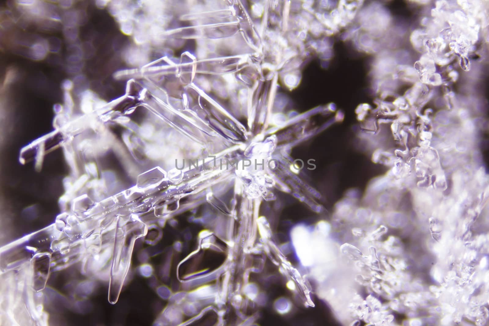 Micro Photo of Snow Crystals