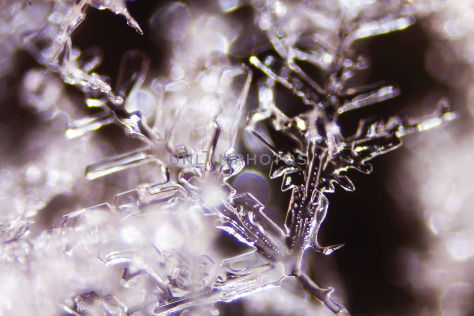 Micro Photo of Snow Crystals