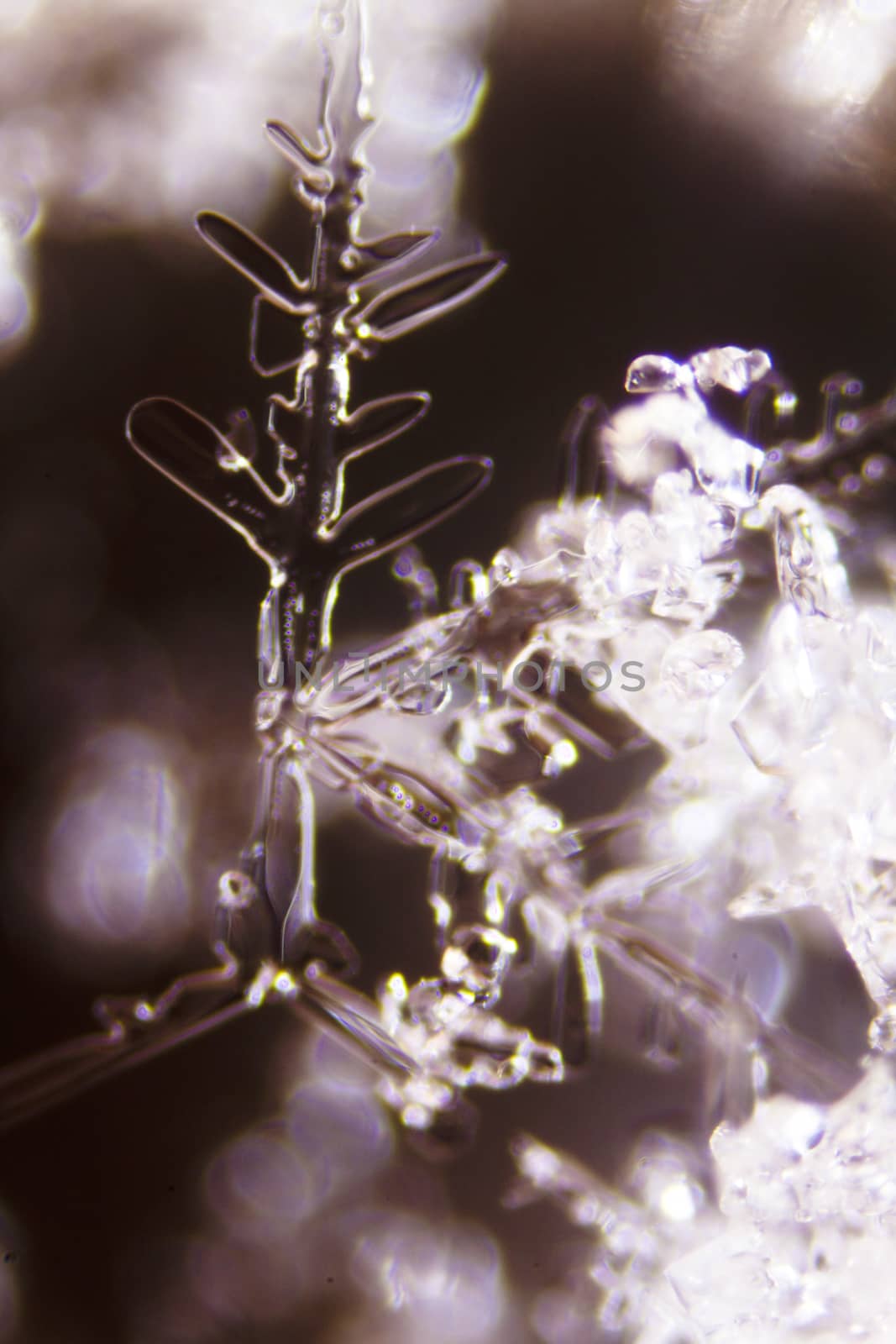 Micro Photo of Snow Crystals