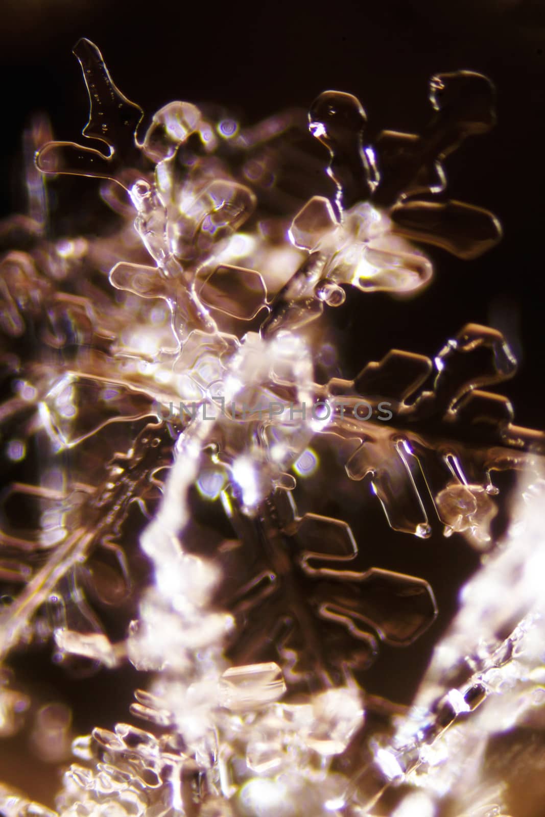 Micro Photo of Snow Crystals