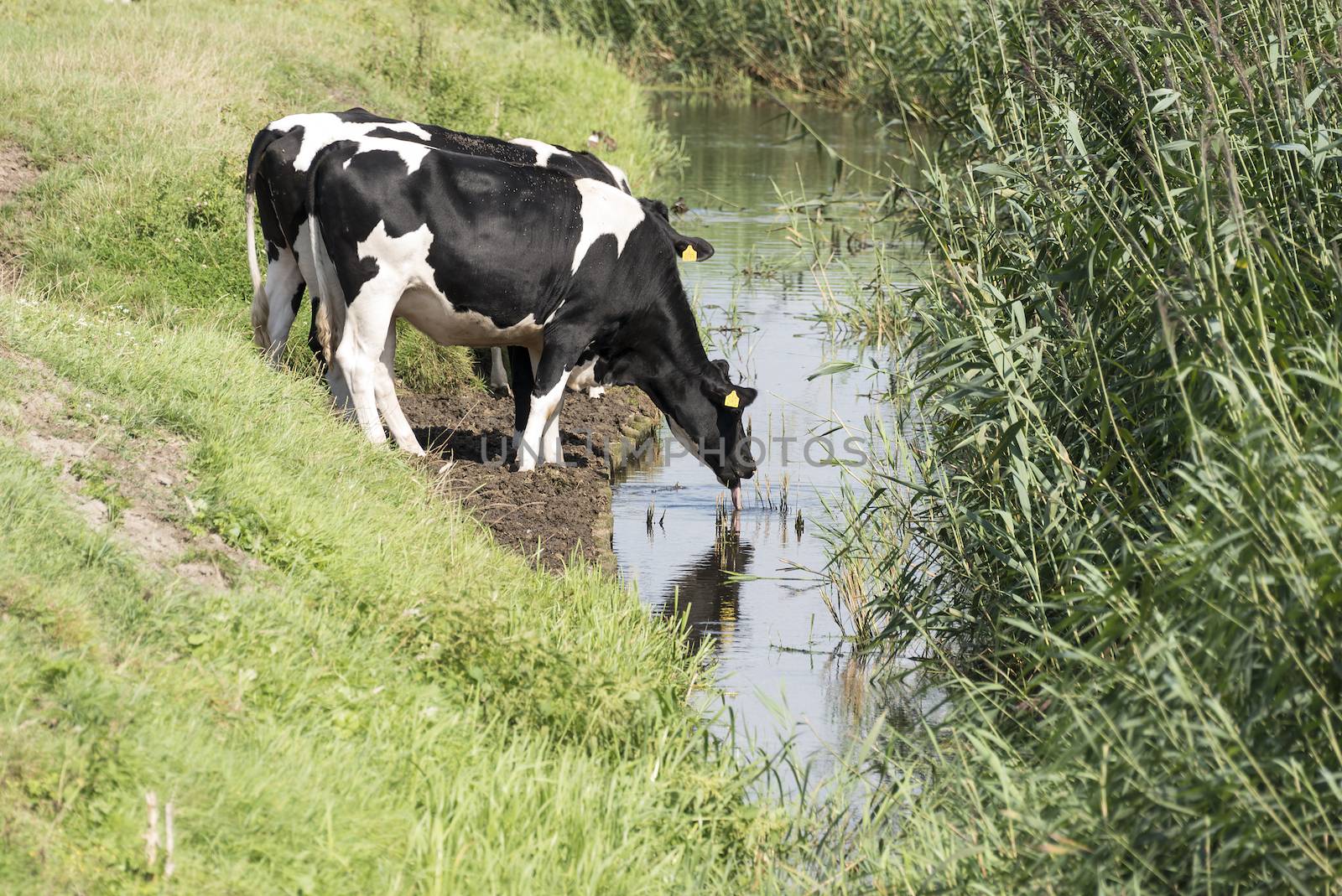 cows drinking water from trench in holland field
