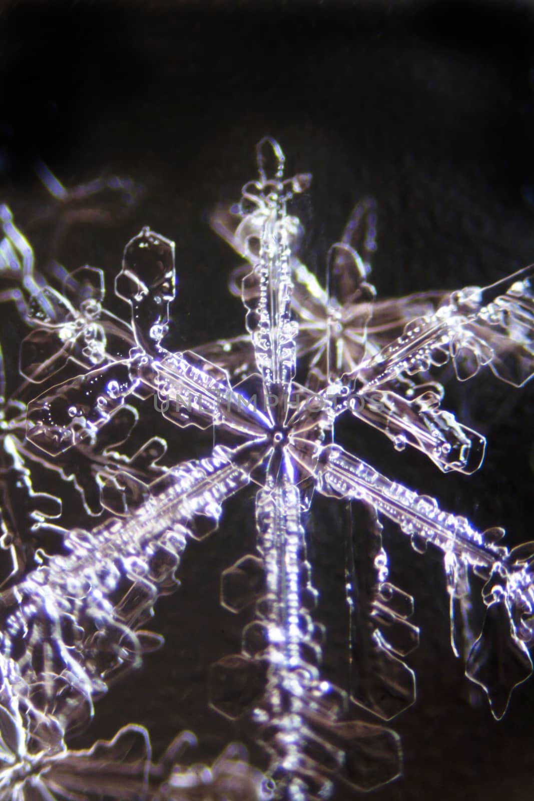 Micro Photo of Snow Crystals