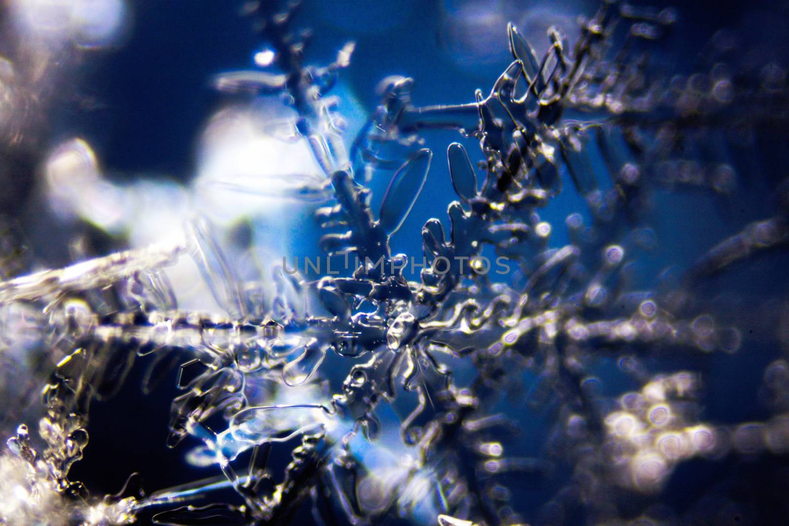 Micro Photo of Snow Crystals