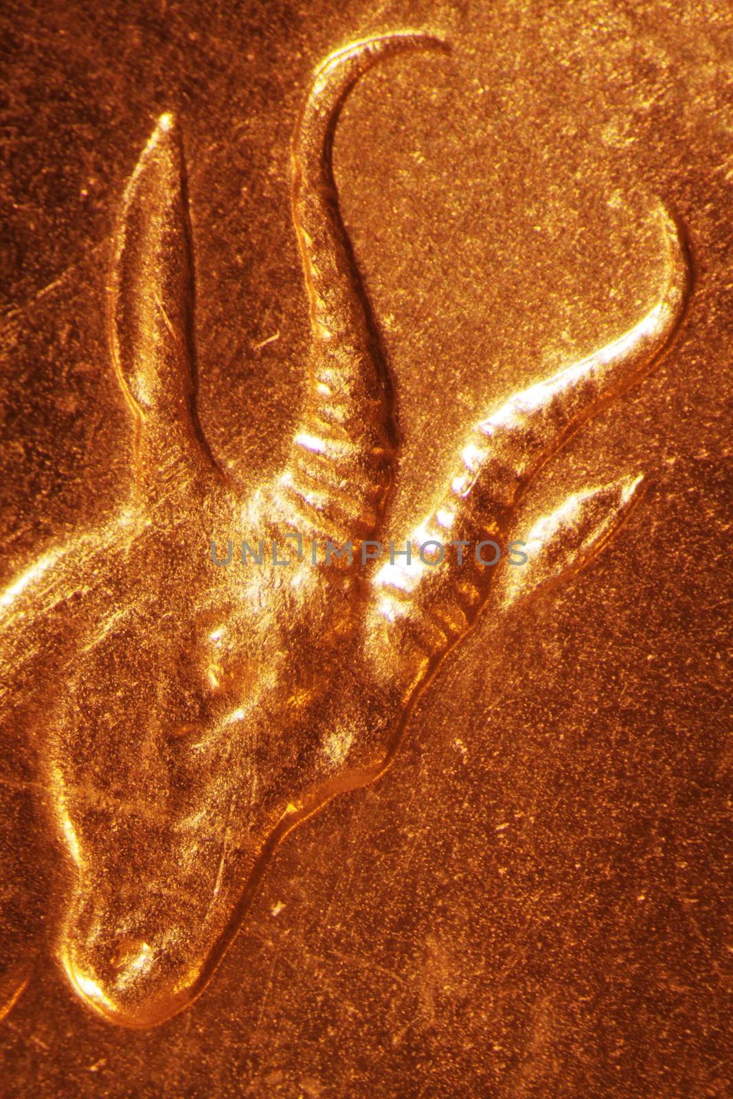 Micro Photo of a Gold Coin