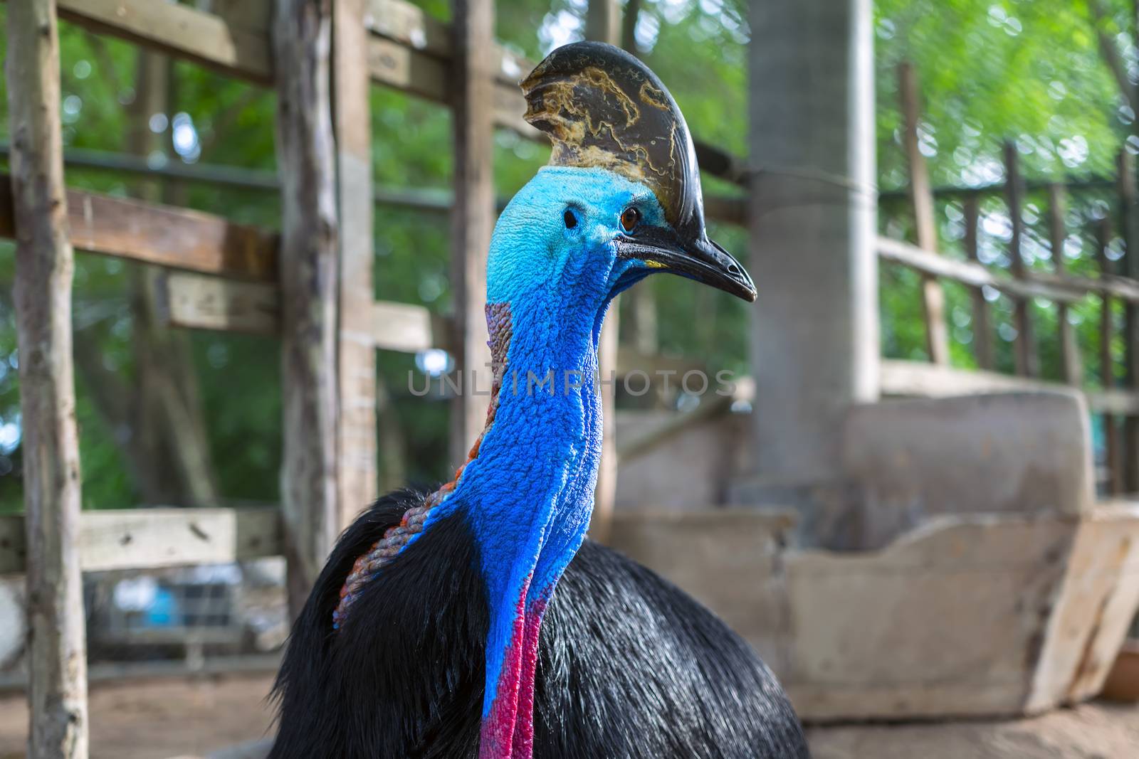 Southern Cassowary Profile by GNNick